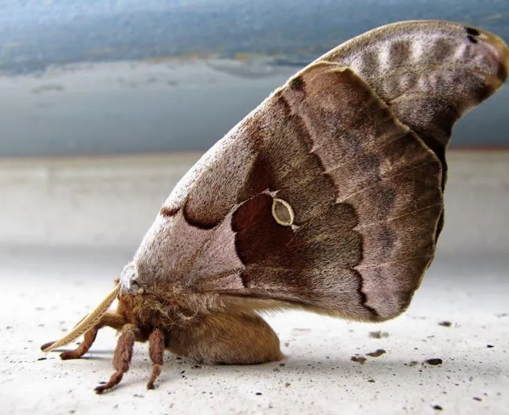 23313 polyphemus moth feeding