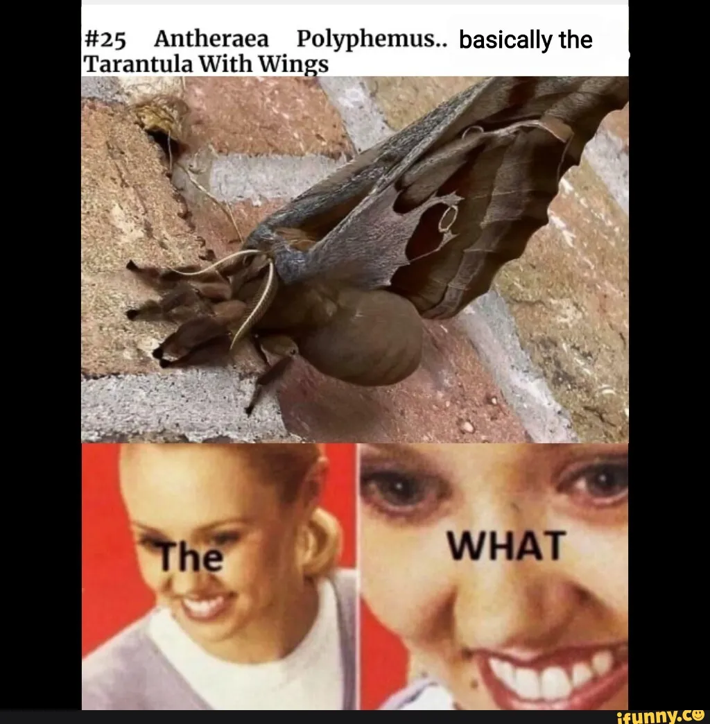 23313 polyphemus moth habitat