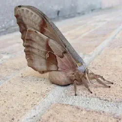 /img/23313-polyphemus-moth-predators.webp