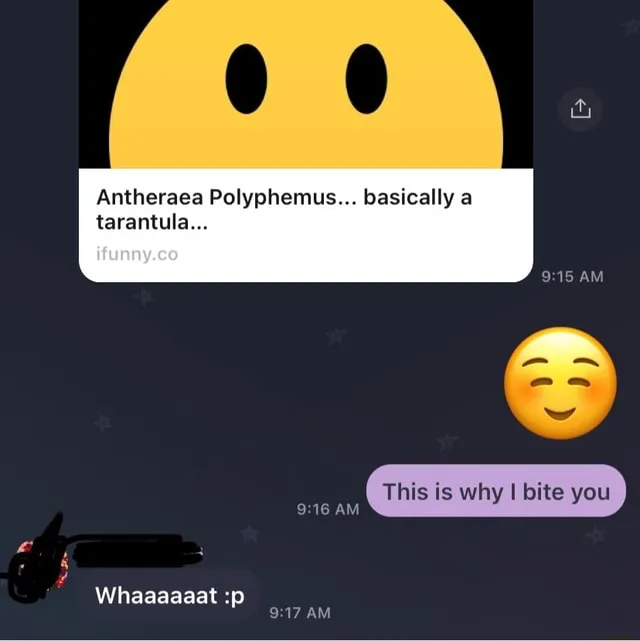 23313 polyphemus moth pupa