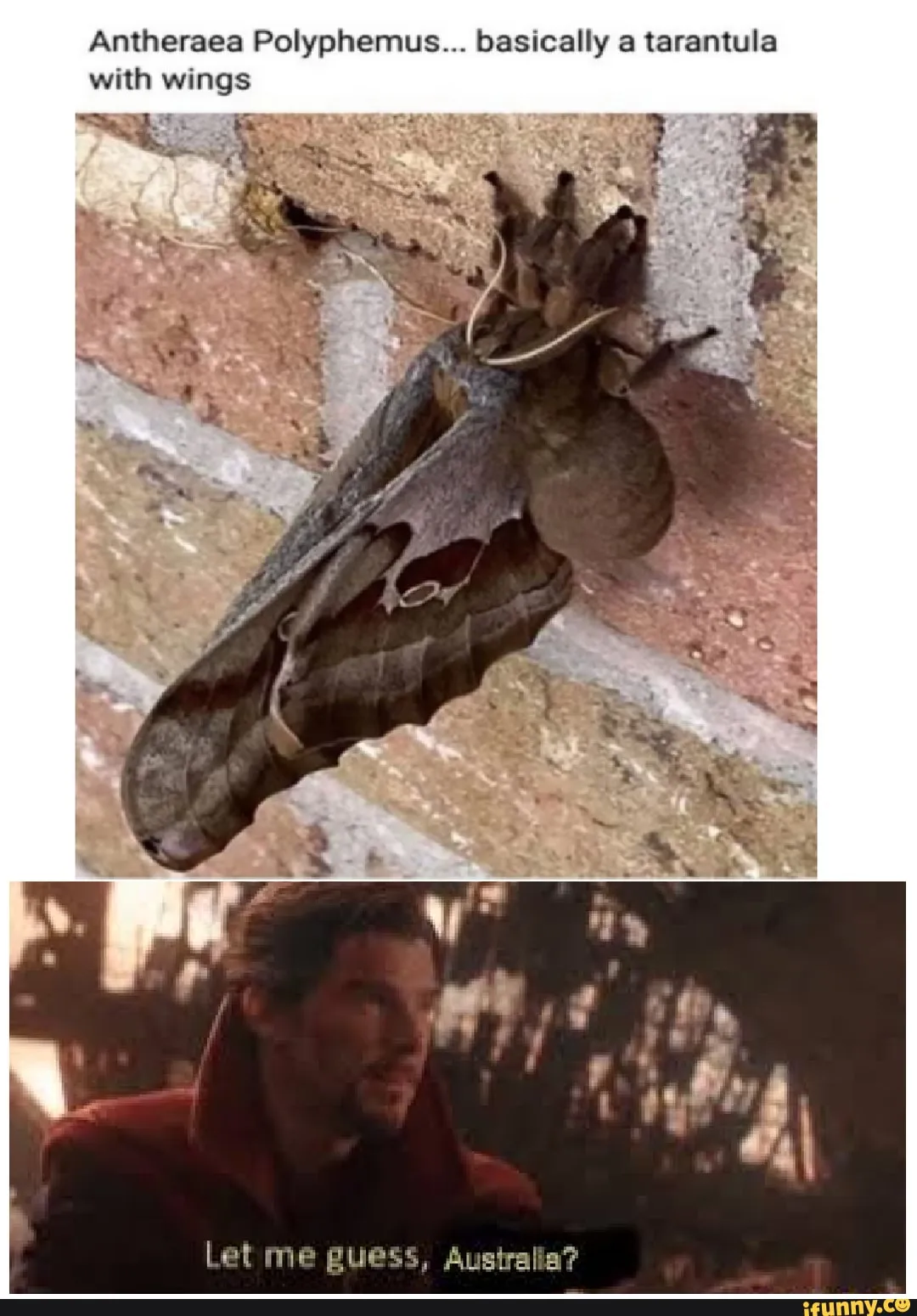 23313 polyphemus moth wingspan