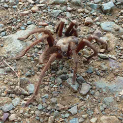 /img/23314-tarantula-young.webp