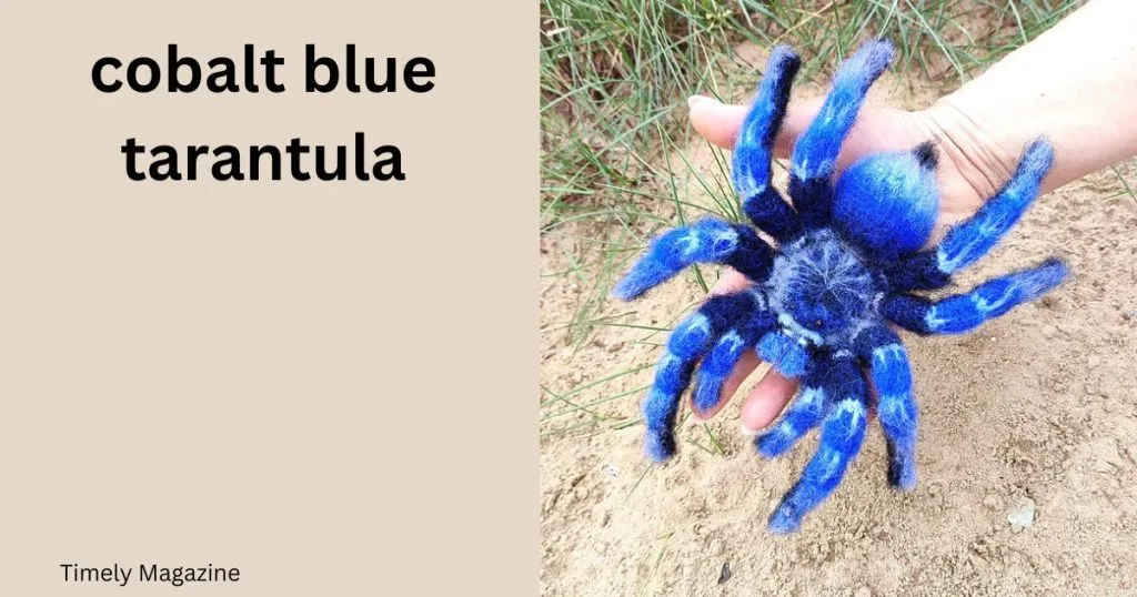 /img/23317-cobalt-blue-tarantula-conservation.webp