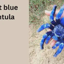 /img/23317-cobalt-blue-tarantula-conservation.webp