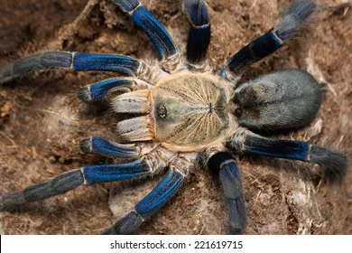 23317 cobalt blue tarantula defensive