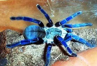 23317 cobalt blue tarantula habitat