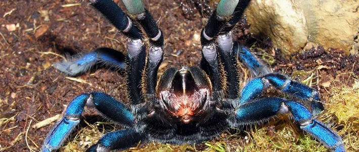 23317 cobalt blue tarantula venom