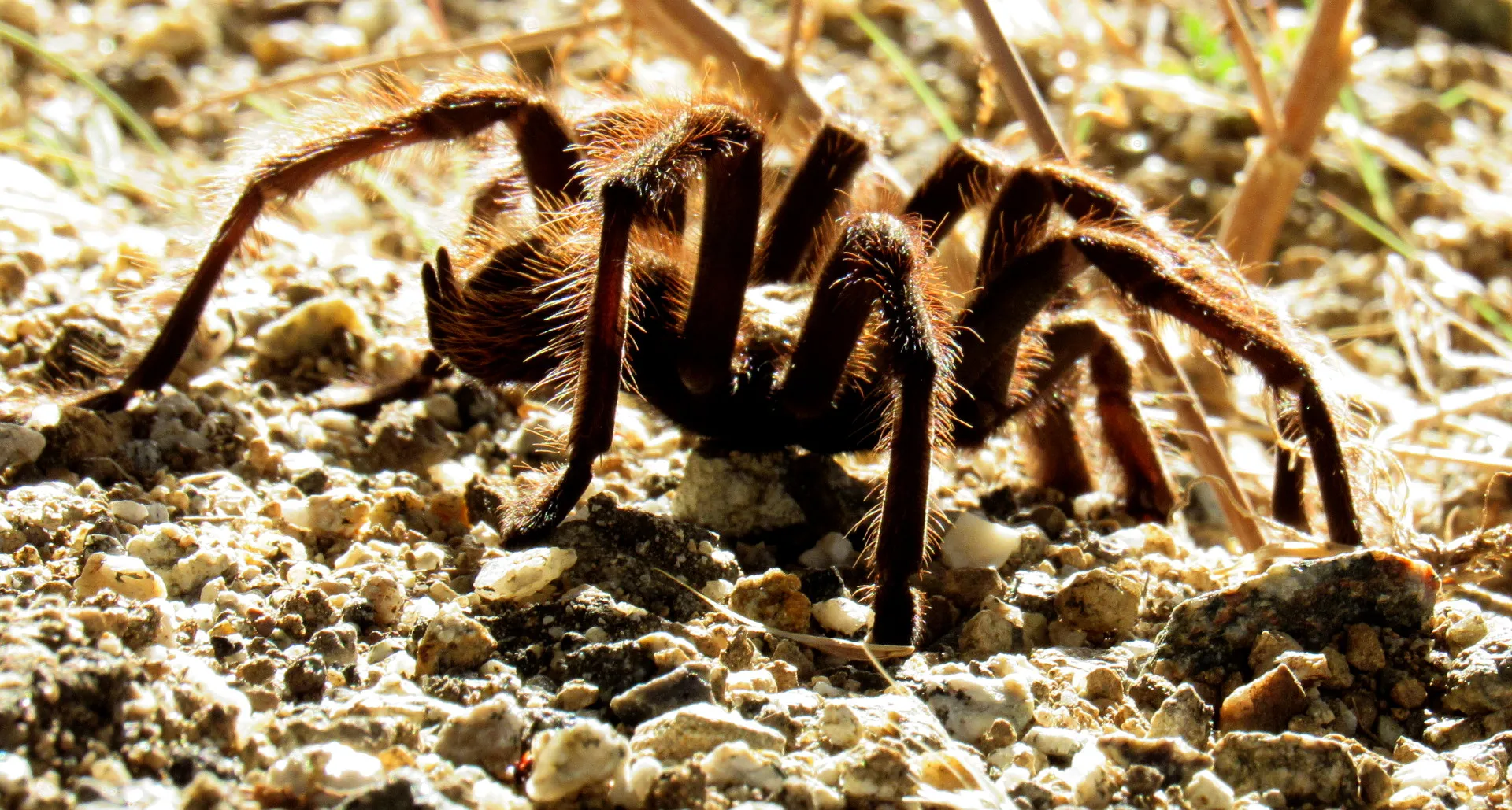 23318 female tarantula