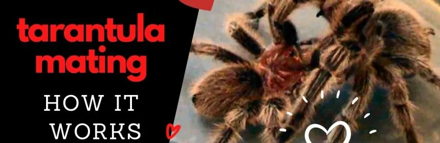 23318 tarantula courtship