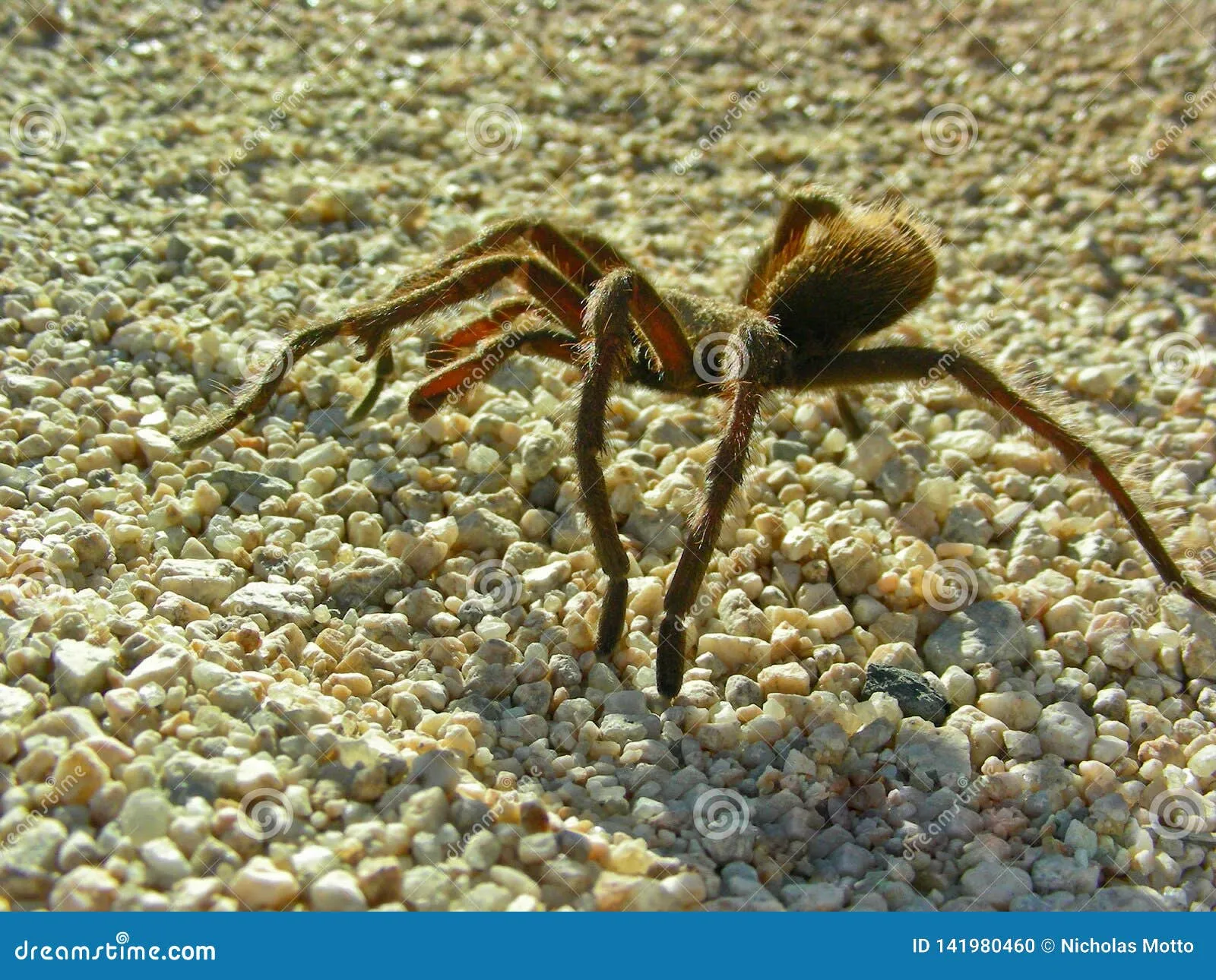 23318 tarantula egg sac