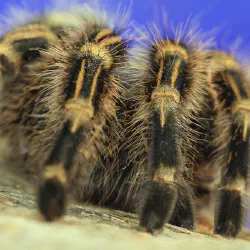 /img/23319-tarantula-jumping-image6.webp
