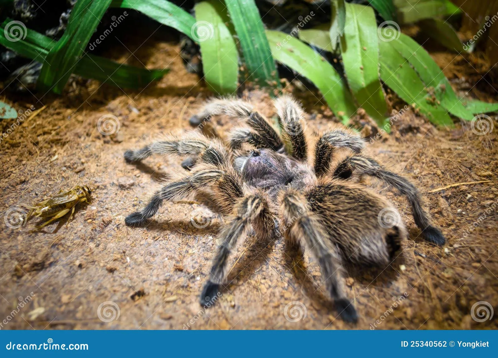 /img/23320-tarantula-care.webp