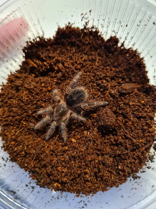 23320 tarantula feeding
