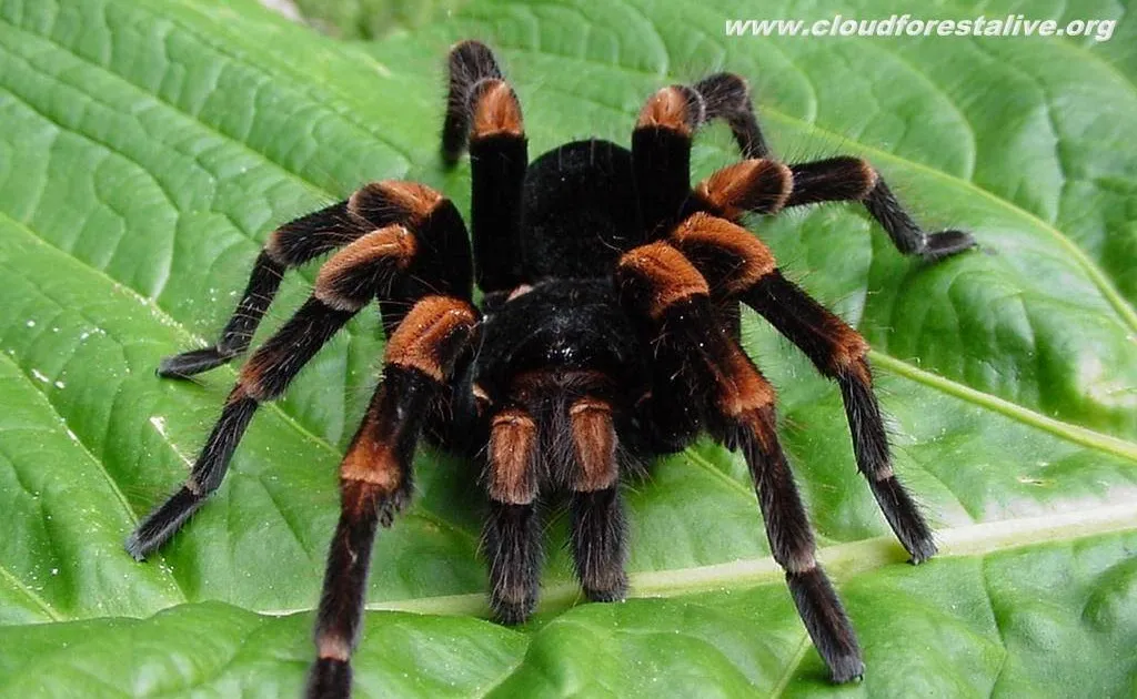 23320 tarantula size guide