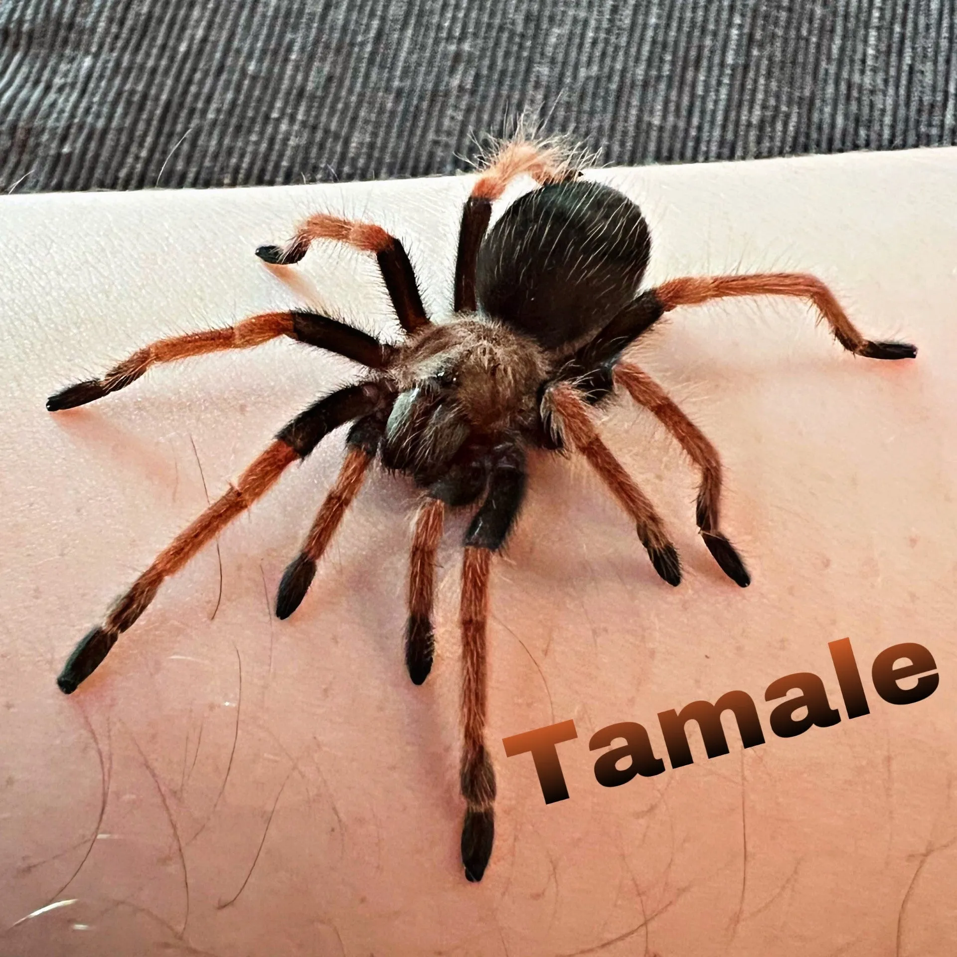 23323 fireleg tarantula colors