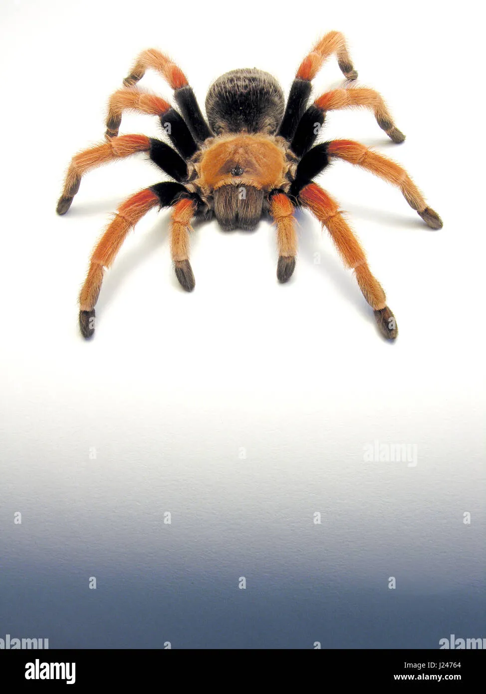 23323 fireleg tarantula habitat