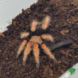 /img/23323-fireleg-tarantula-substrate.webp