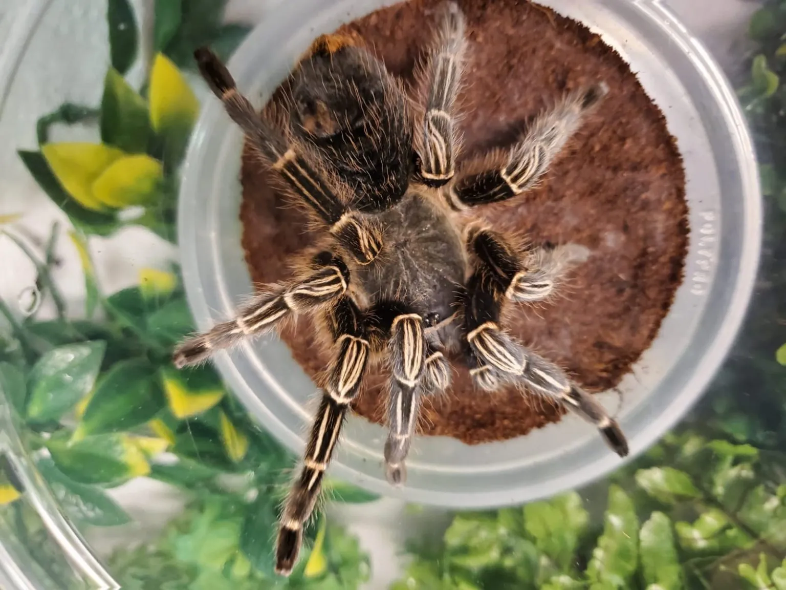 /img/23325-striped-knee-tarantula-cleaning.webp