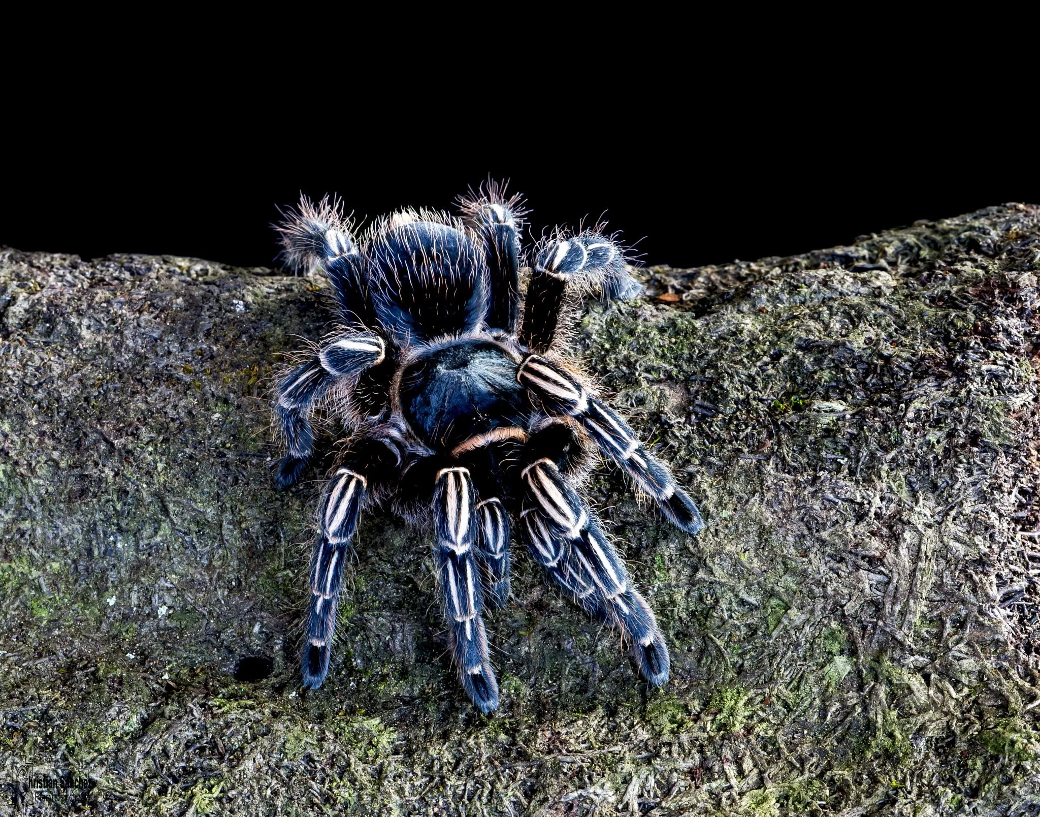 23325 striped knee tarantula enclosure size