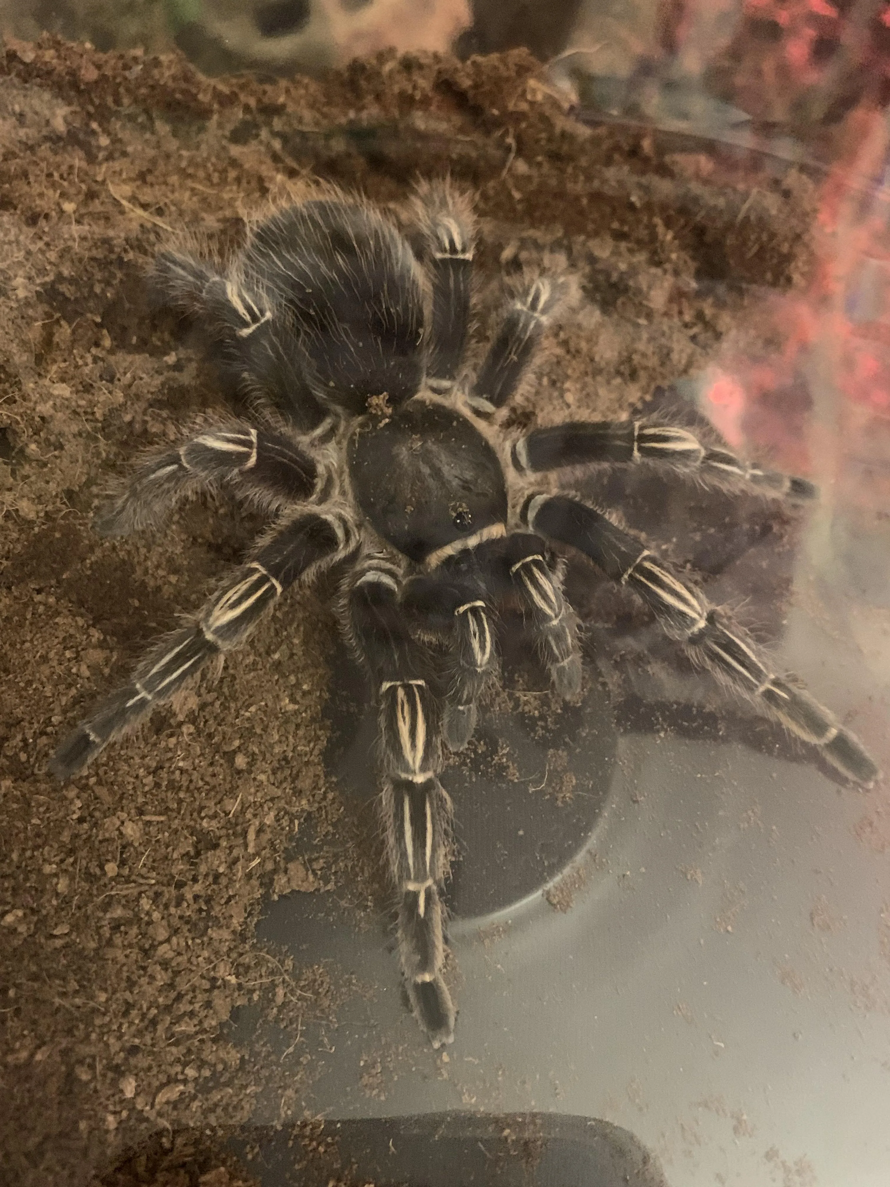 23325 striped knee tarantula hiding place