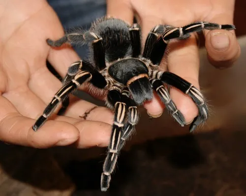 23325 striped knee tarantula humidity