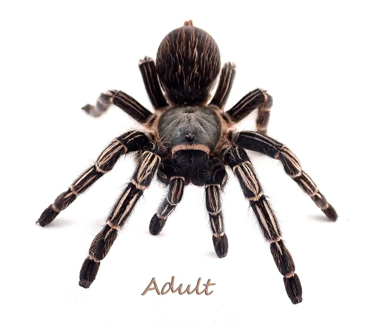 23325 striped knee tarantula substrate