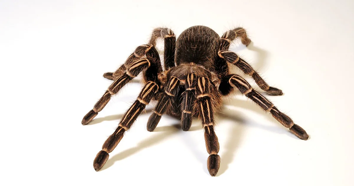 23325 striped knee tarantula temperature