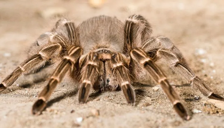 23325 striped knee tarantula ventilation