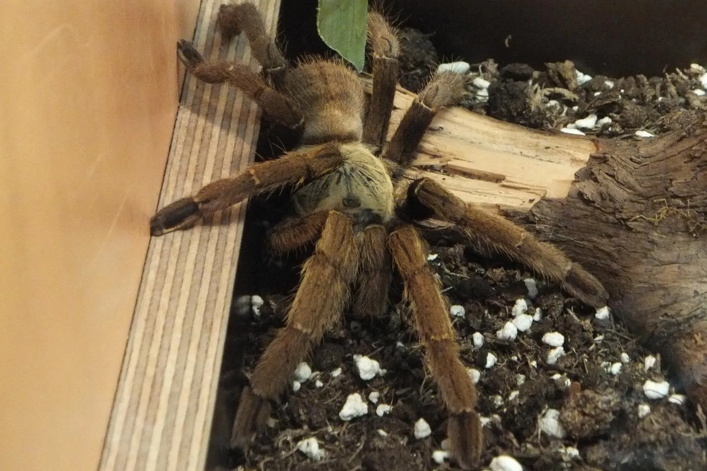 23326 tarantula bite symptoms