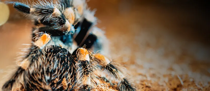 23326 tarantula defense