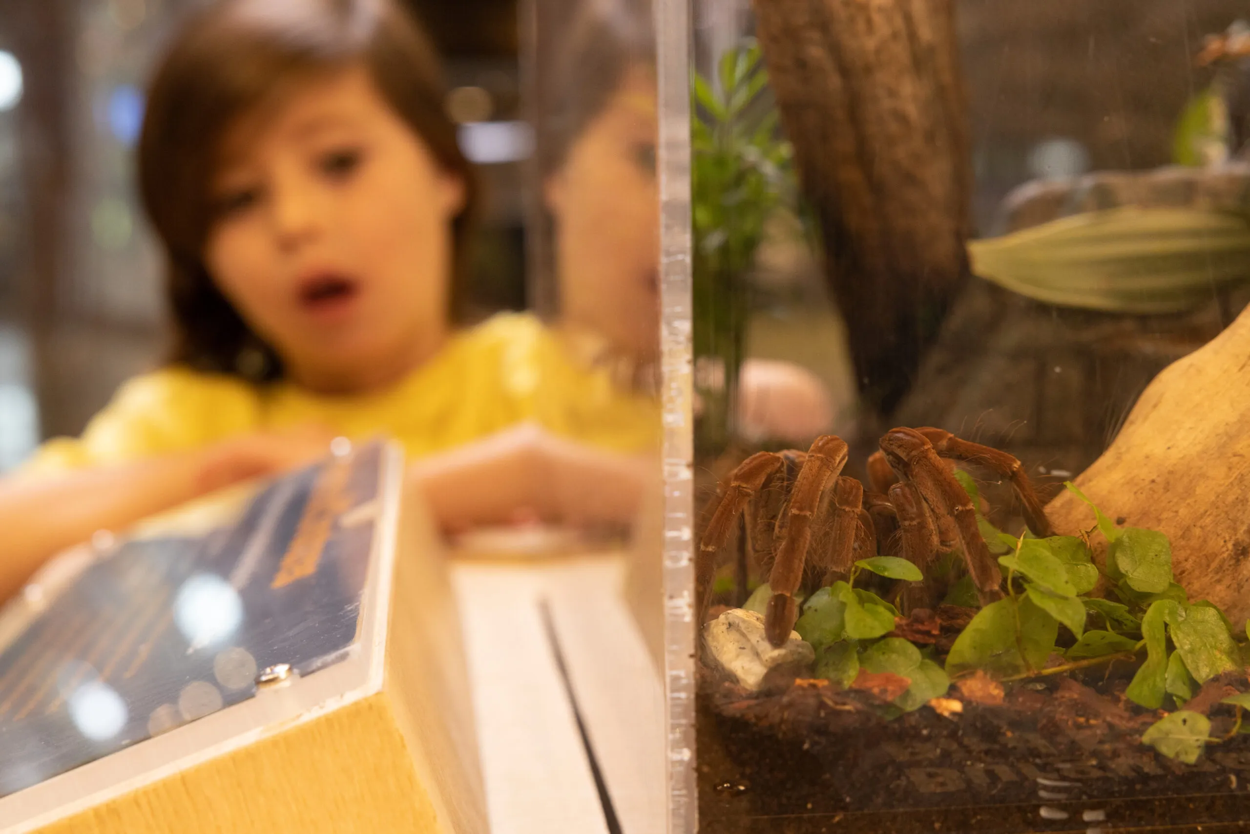 23326 tarantula venom composition