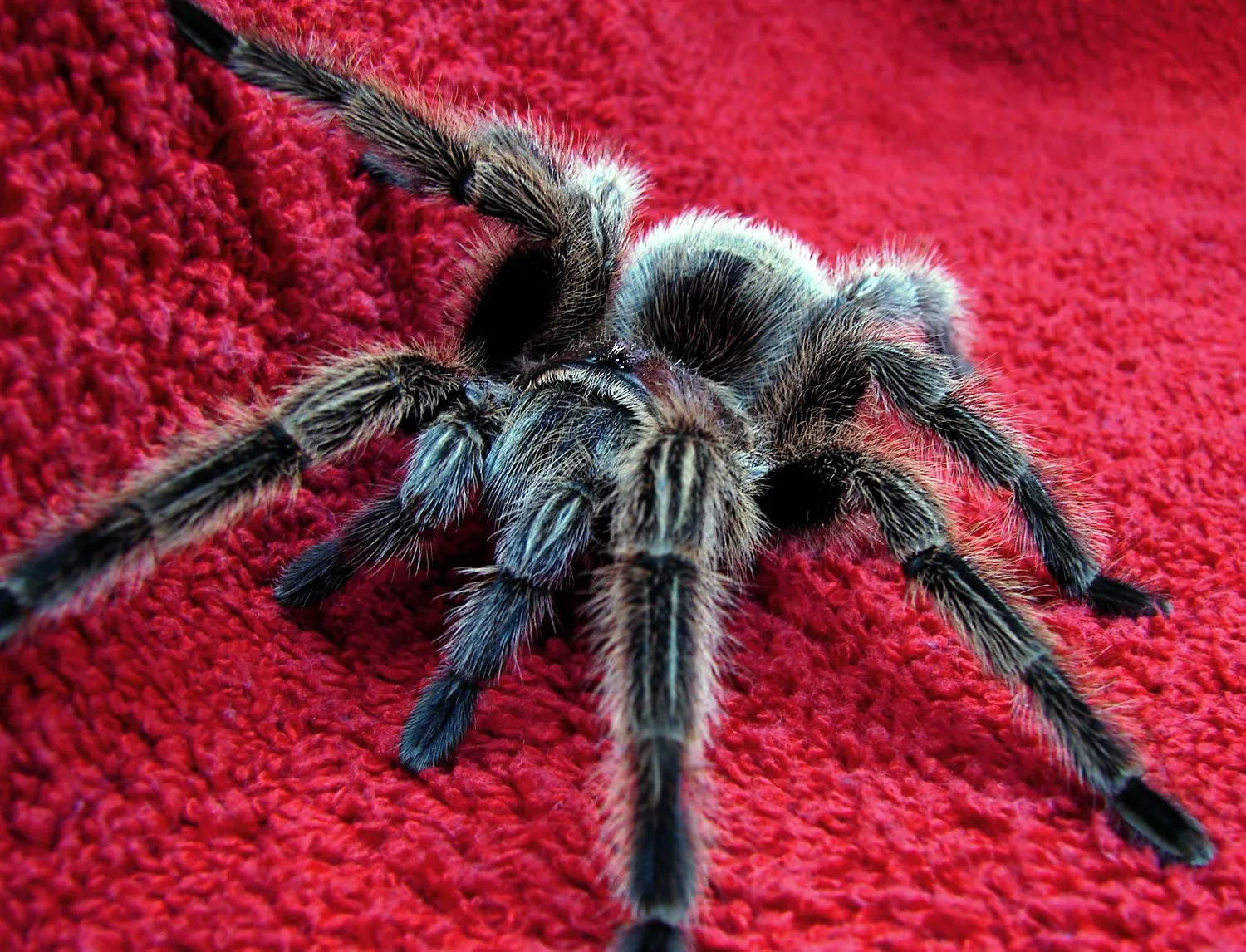 /img/23326-tarantula-venom-storage.webp