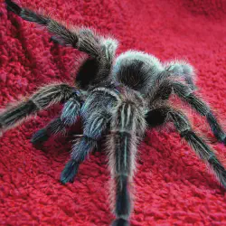 /img/23326-tarantula-venom-storage.webp