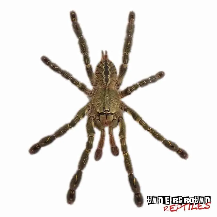 23327 orp tarantula feeding