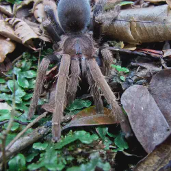 /img/23327-orp-tarantula-water.webp