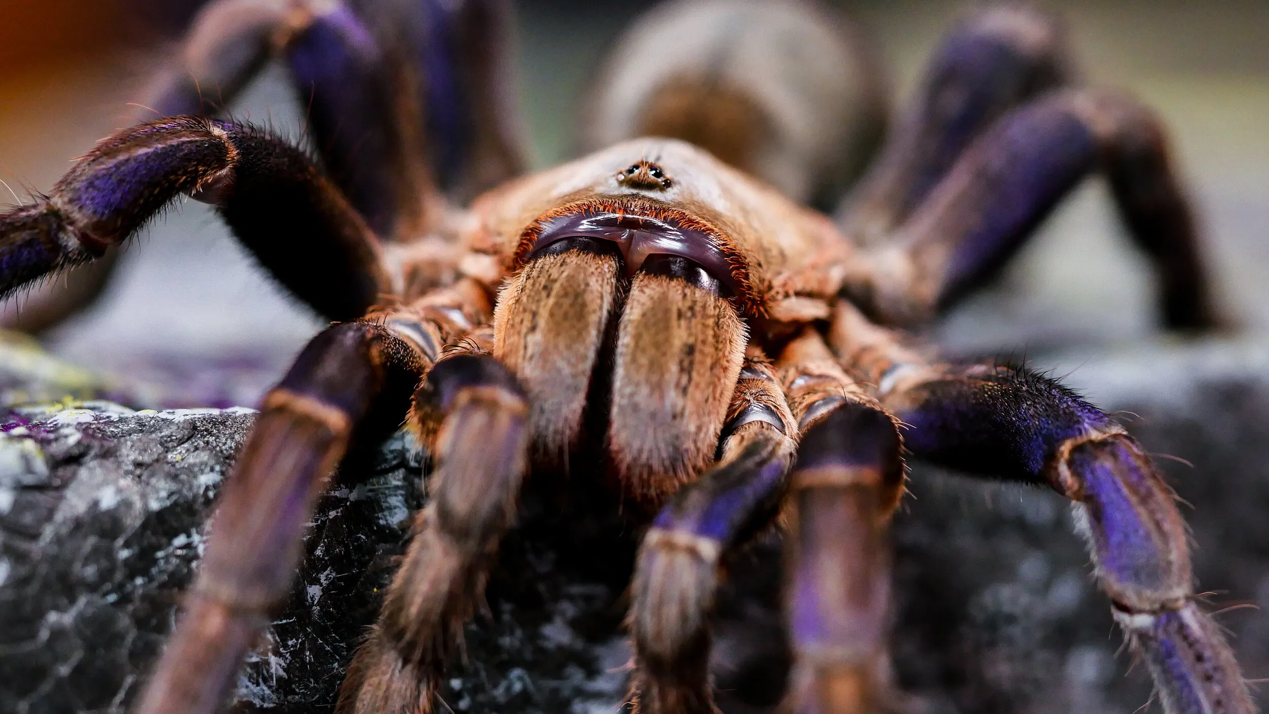 23332 tarantula helmet ventilation