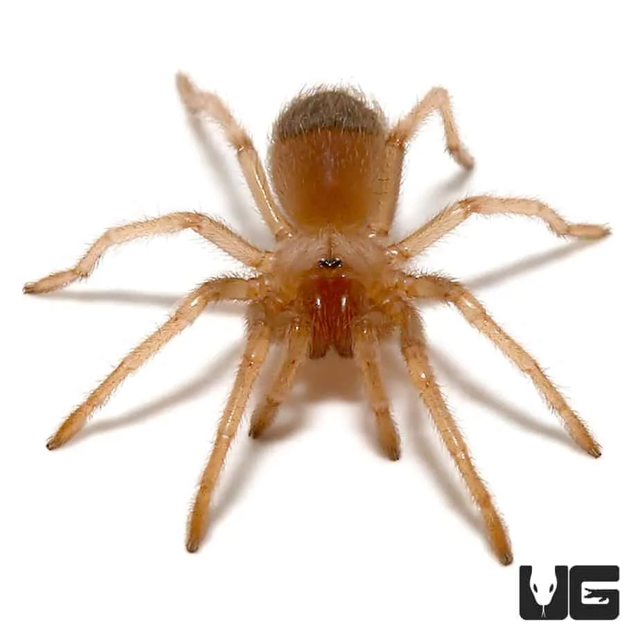 23333 flame knee tarantula enclosure