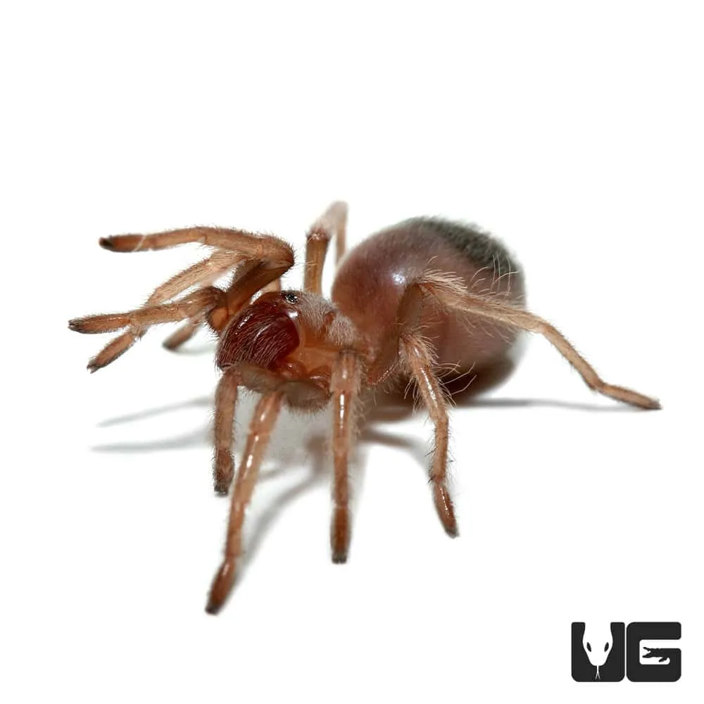 23333 flame knee tarantula feeding