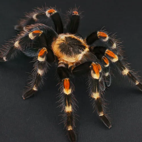 23333 flame knee tarantula habitat