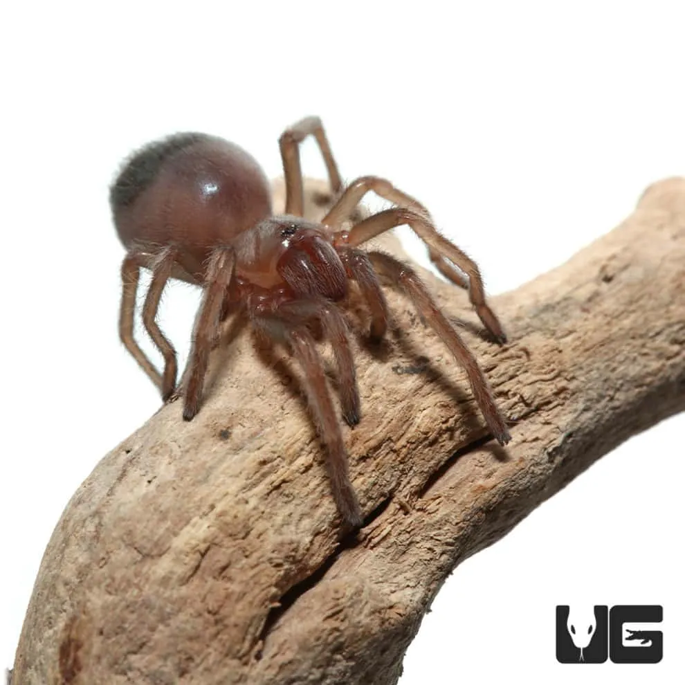 23333 flame knee tarantula handling