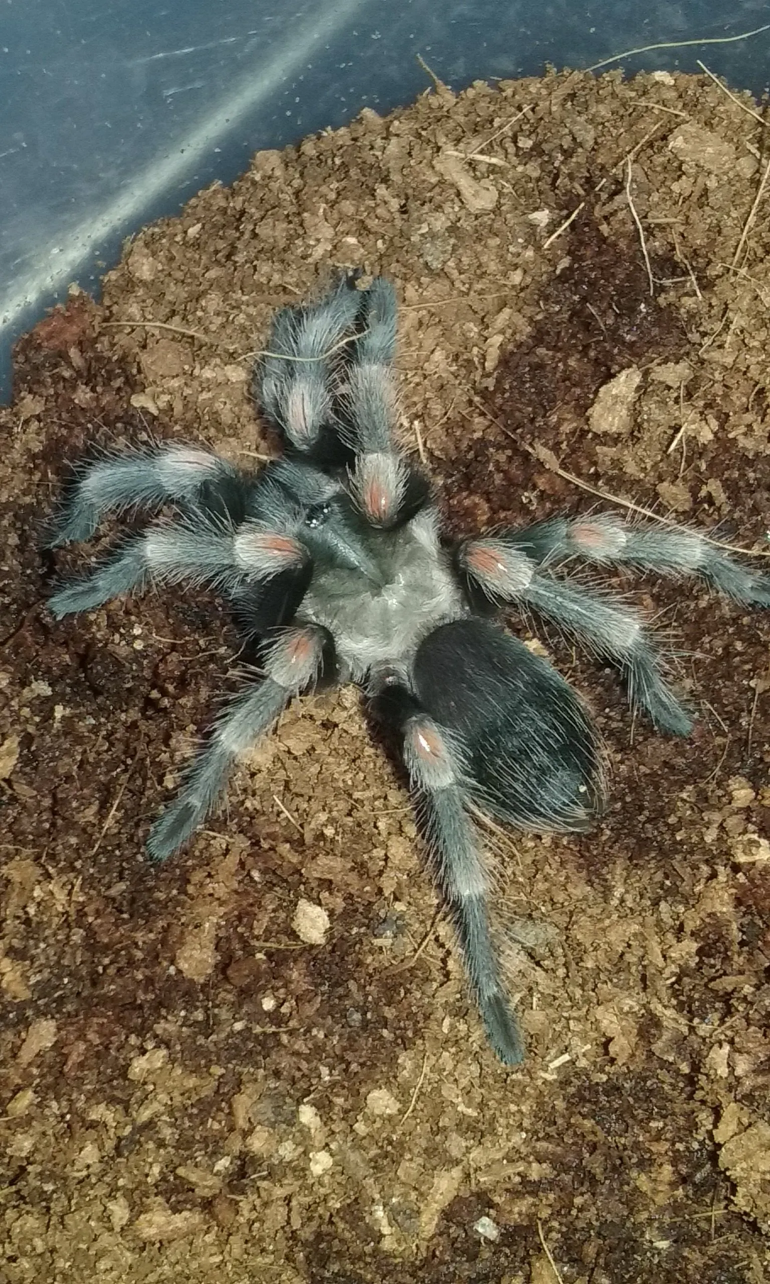 /img/23333-flame-knee-tarantula-healthy.webp