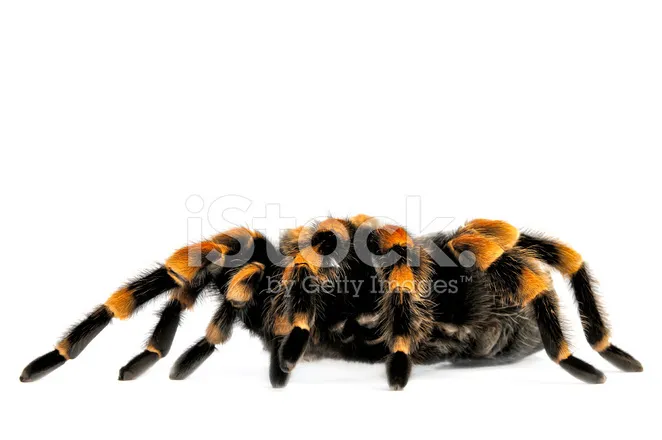 23333 flame knee tarantula molting