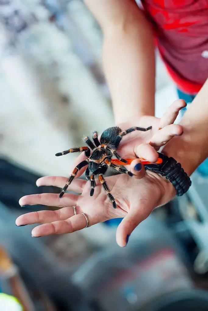 23333 flame knee tarantula overview