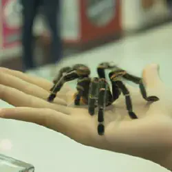/img/23334-tarantula-breeder.webp