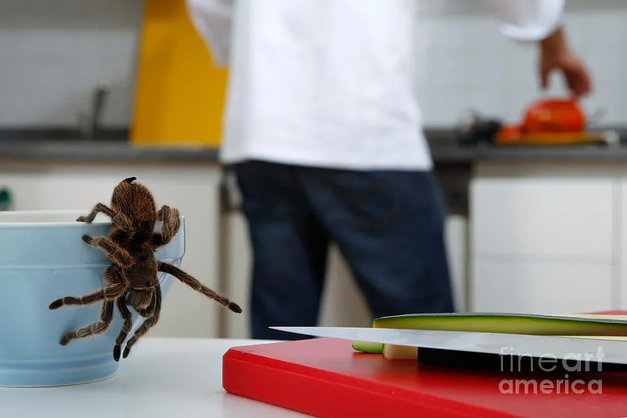 23335 tarantula enclosure size