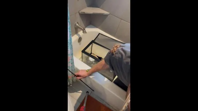 23335 tarantula escape attempt