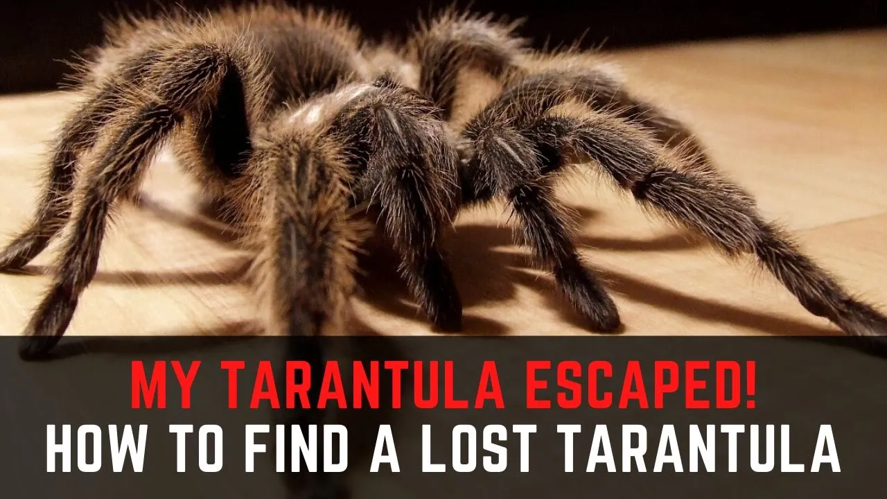 23335 tarantula hiding place