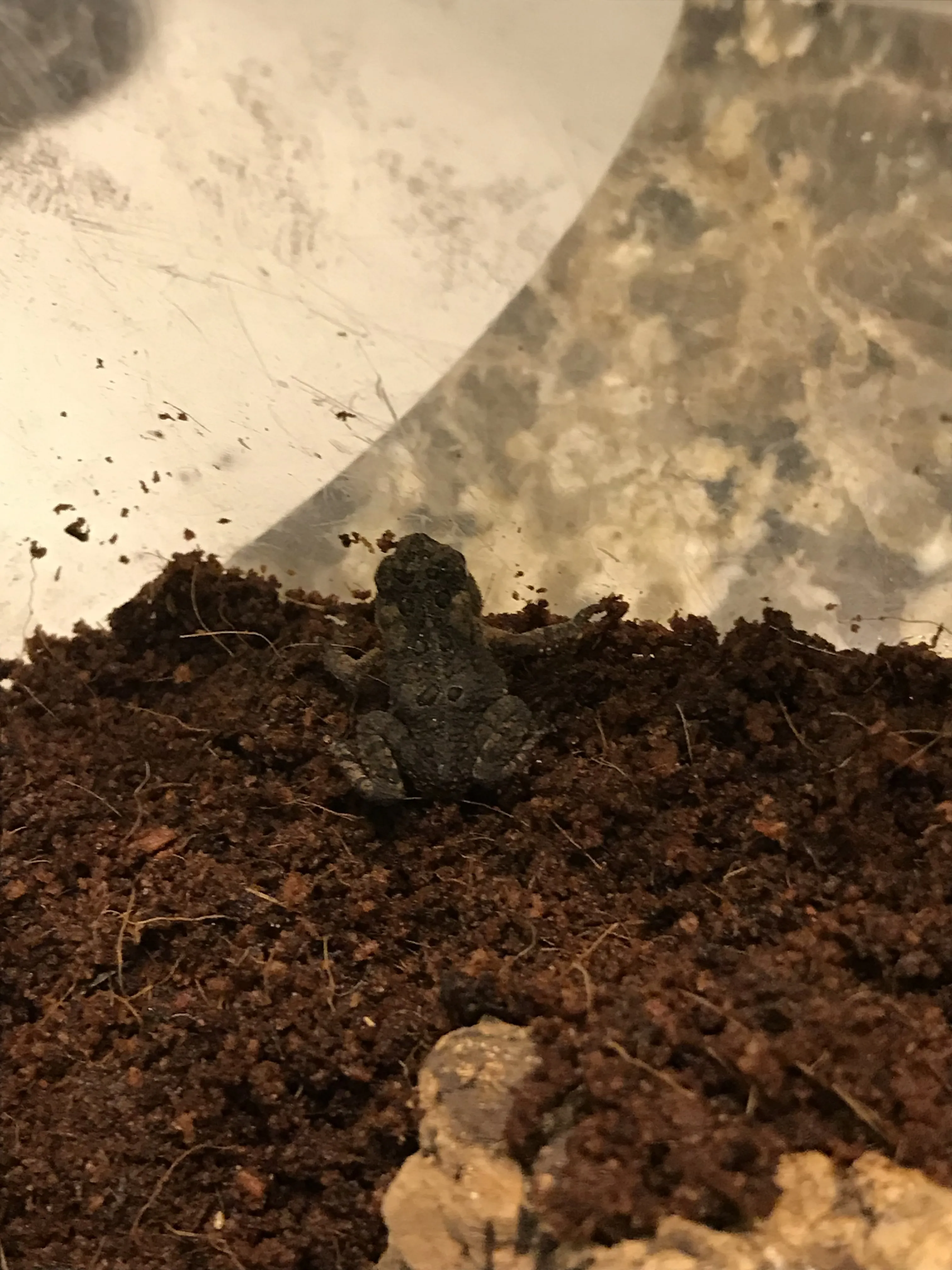 23335 tarantula secure lid