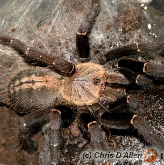 23336 banggood tarantula species