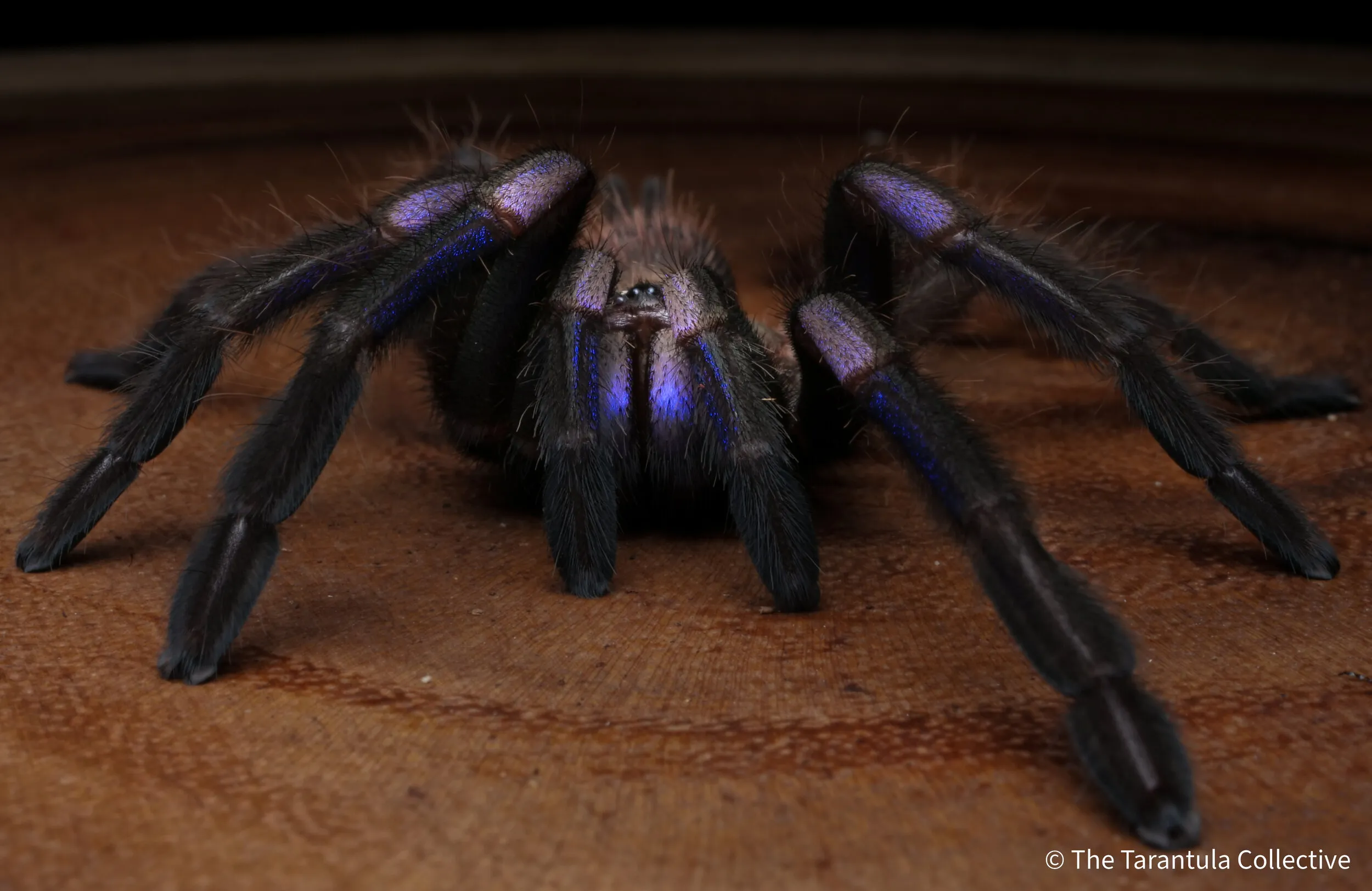 /img/23336-banggood-tarantula-supplies.webp
